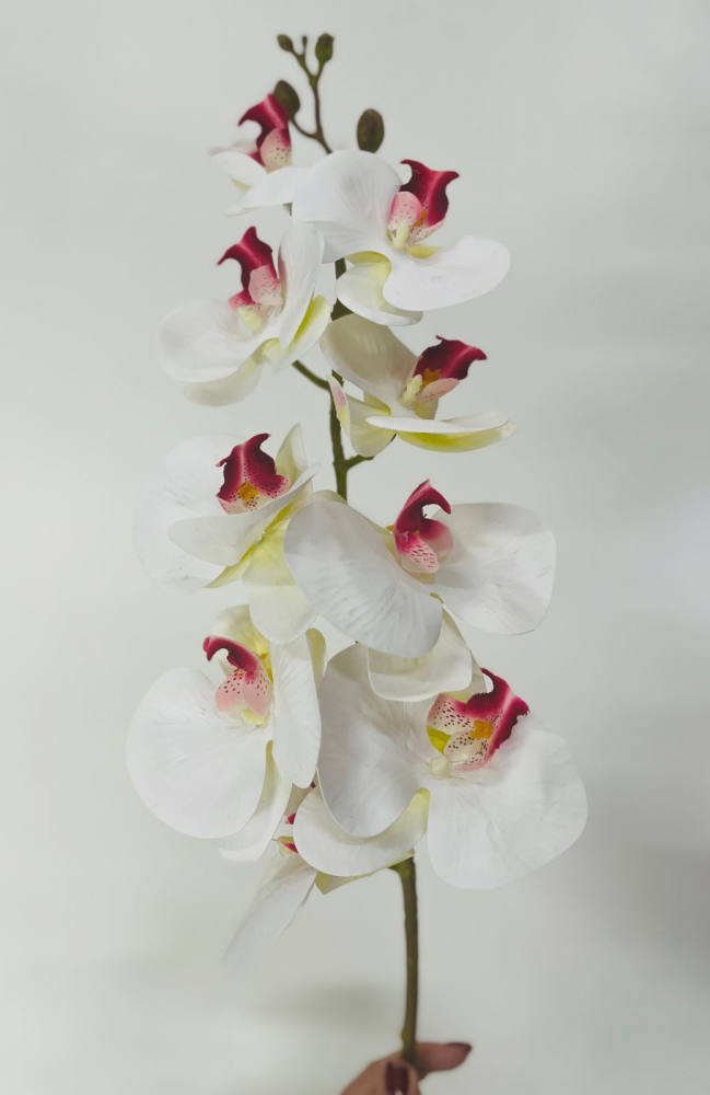 Orquidea branca c/ miolo rosa