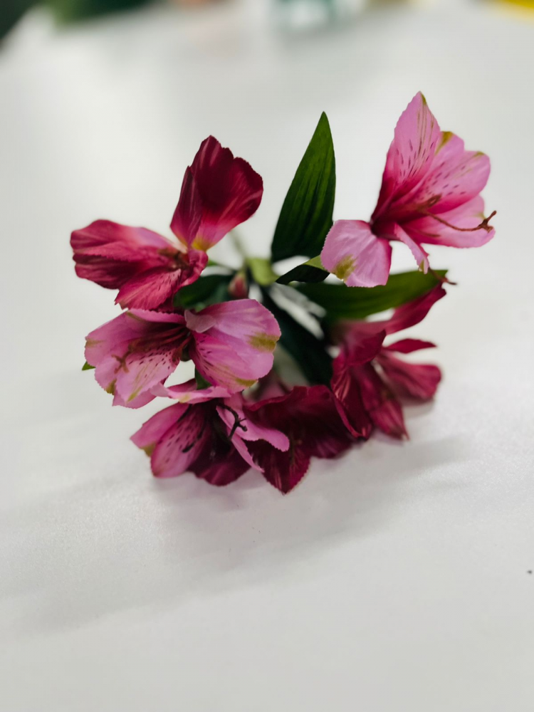 Astromelia rosa pink