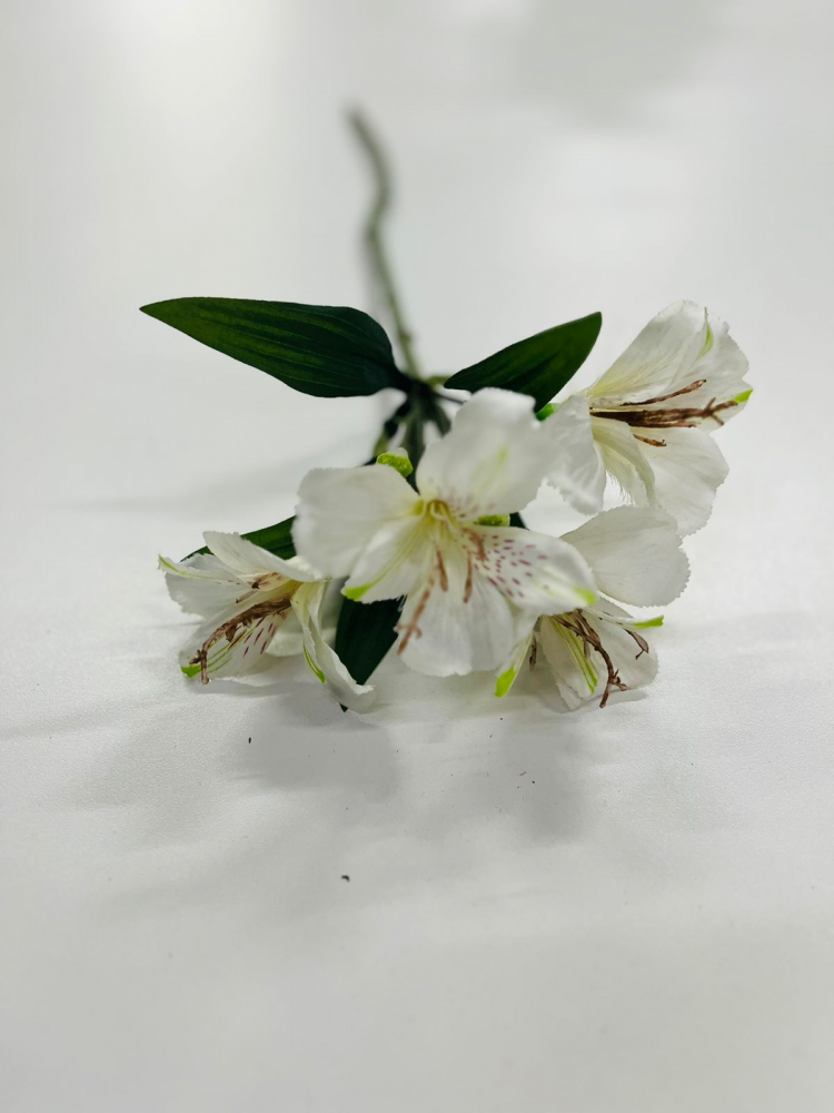 Astromelia branca